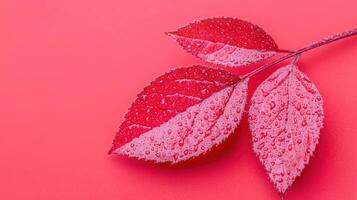 Vibrant Red Autumn Leaves with Dew Drops on Pink Background Nature Photography photo
