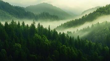 Serene Misty Mountain Forest Landscape Lush Green Coniferous Trees and Rolling Hills photo