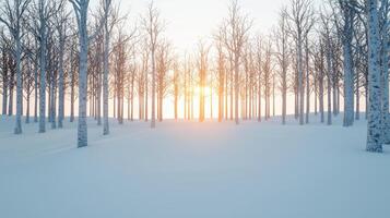 Serene Winter Sunset in Snowy Birch Forest Tranquil Nature Scene photo
