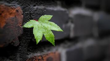 Single Dew Covered Maple Leaf Growing on a Dark Brick Wall photo
