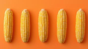 Five Fresh Yellow Corn Cobs on Vibrant Orange Background Food Photography Overhead View photo