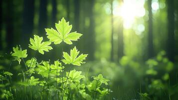 Vibrant Green Leaves Illuminated by Sunlight in a Lush Forest Setting photo