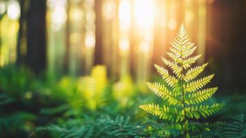 Vibrant Green Fern in Sunlit Forest Lush Nature Scene Sunlight Through Trees photo