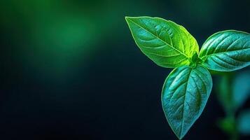 Vibrant Green Leaves Close Up Nature Photography Lush Foliage Spring Growth Plant Detail photo