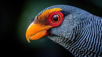 Striking Close up Portrait of a Grey and Black Striped Bird with Vibrant Orange Beak and Red Eye photo