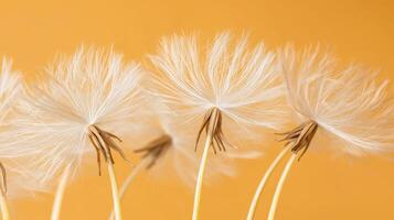 Close up of Delicate White Dandelion Seed Heads Against a Warm Yellow Background photo