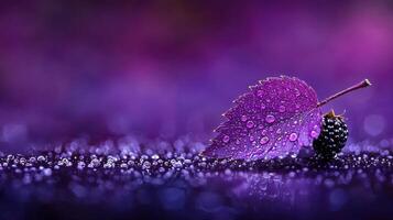 Purple Leaf with Dew Drops and Blackberry Vibrant Nature Macro Photography photo