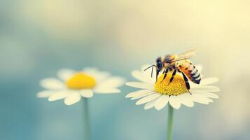 Honeybee Pollinating Daisy Flower in Soft Focus Nature Photography photo