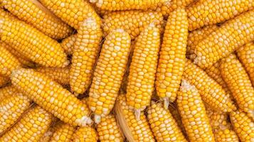 Freshly Harvested Golden Corn Cob Pile Close Up Texture Background photo