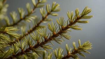 Pine needle fibers, utilized in eco-friendly paper and packaging alternatives, offer a sustainable solution for reducing environmental impact. photo