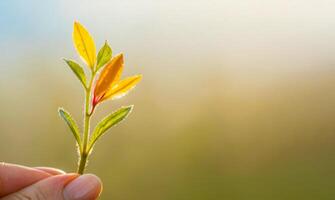 Closeup of a tiny wildflower seedling pinched gently between fingers, a blurred background adding depth to the act of supporting pollinators. photo