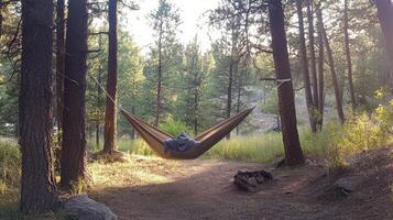 Tranquil forest sanctuary hammock between two pine trees photo