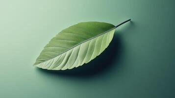 Realistic 3D Leaf Icon with Shadow Natural Beauty Visualized photo
