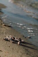 Seashells are scattered along the shore, touched by the incoming wave. photo