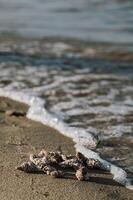 Seashells lie on the shore as a wave crashes over them. photo