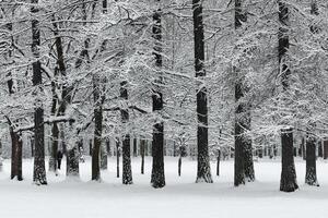 The heavy snowfall in a wild park, winter fairy tale in the forest, snow-covered tree branches, large flakes of snow are slowly falling, nobody, snow storm, blizzard photo