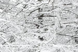 The heavy snowfall in a wild park, winter fairy tale in the forest, snow-covered tree branches, large flakes of snow are slowly falling, nobody, snow storm, blizzard photo