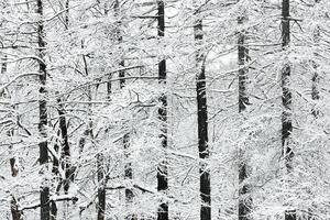 The heavy snowfall in a wild park, winter fairy tale in the forest, snow-covered tree branches, large flakes of snow are slowly falling, nobody, snow storm, blizzard photo