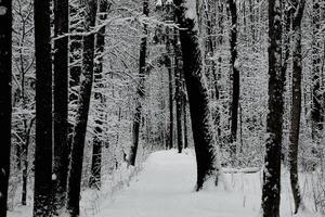 The heavy snowfall in a wild park, winter fairy tale in the forest, snow-covered tree branches, large flakes of snow are slowly falling, nobody, snow storm, blizzard photo