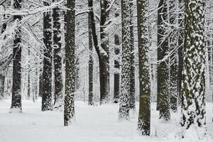 The heavy snowfall in a wild park, winter fairy tale in the forest, snow-covered tree branches, large flakes of snow are slowly falling, nobody, snow storm, blizzard photo