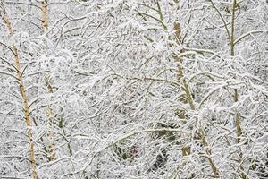 The heavy snowfall in a wild park, winter fairy tale in the forest, snow-covered tree branches, large flakes of snow are slowly falling, nobody, snow storm, blizzard photo