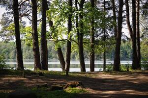Pine forest growing on the shore of a calm lake in spring photo