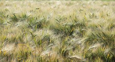 Barley field swaying in the wind on a sunny day photo