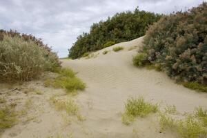 Sand dunes with bushes and trees photo