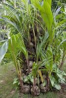 Coconuts and bananas on the tree photo