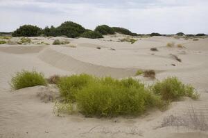 Roadless to Karaozek, Lake Balkhash. Kazakhstan. photo