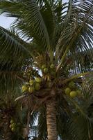 Coconuts and bananas on the tree photo