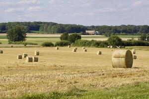 Round bales in a field in summer. Rural landscape. photo