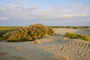 A sandy area with a bush in the middle photo