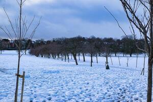 Snow-Covered Park with Line of Deciduous Trees in Harrogate, UK. photo