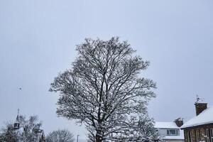 Snow-Covered Tree and Houses Under Overcast Sky in Harrogate, UK. photo