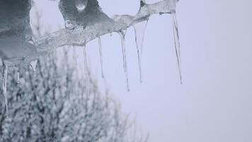 Icicles melting and dripping against a blue overcast grey sky in nature in spring outdoors wet snow and tree background in warm temperature video