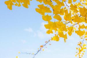 Ginkgo leaves and colorful flowers in autumn park with sky background Nami Island. photo
