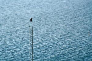 A black cormorant bird on a metal, narrow structure above a calm water photo