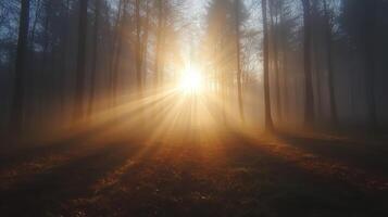 a misty forest clearing with sunbeams shining through trees photo