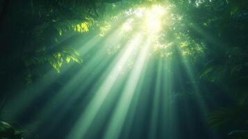 Lush rainforest canopy with sunlight streaming through trees photo
