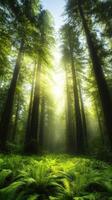 misty forest with towering trees and vibrant ferns photo