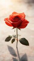 stunning red rose stands elegantly on light cream background, symbolizing love photo