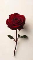 stunning red rose with lush petals against light cream background photo