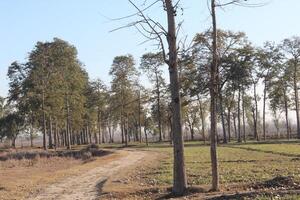 A dirt road with trees in the background photo