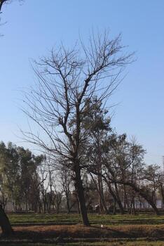 trees in the field in a besied jungle, photo