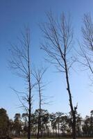 trees in the field in a besid jungle. photo