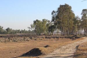 trees in the field in a besied jungle photo
