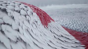 Abstract flowing wave with delicate crane feather texture, featuring soft white tones with black and red accents for a graceful, natural effect video