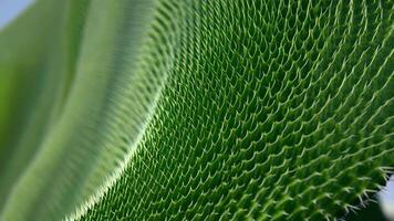 Abstract flowing wave with spiky cactus skin texture, featuring vibrant green tones and detailed sharp points for a natural and textured effect video