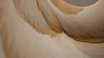 Abstract flowing wave with hawk feather texture, featuring pale brown and cream tones with intricate striped streaks for a natural and detailed effect video